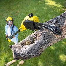 Best Tree Disease Treatment  in Osage City, KS