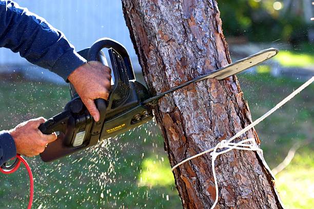 How Our Tree Care Process Works  in  Osage City, KS