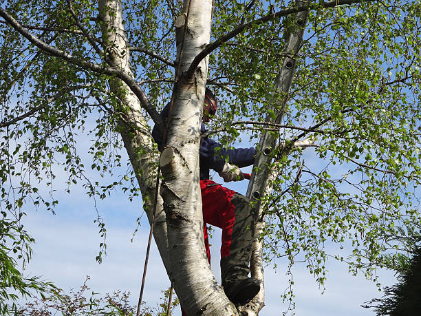 Lawn Pest Prevention in Osage City, KS