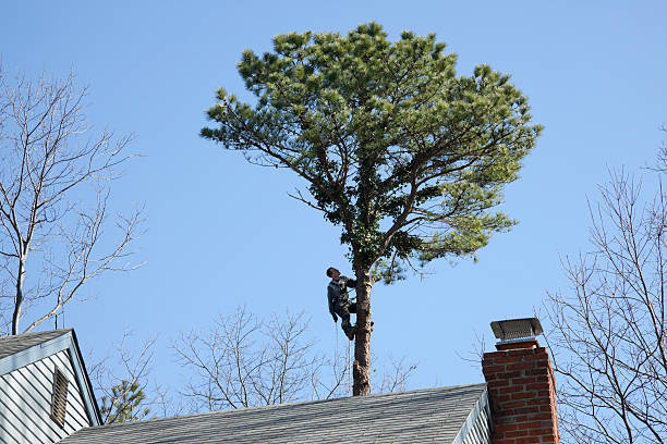 Osage City, KS Tree Care Company